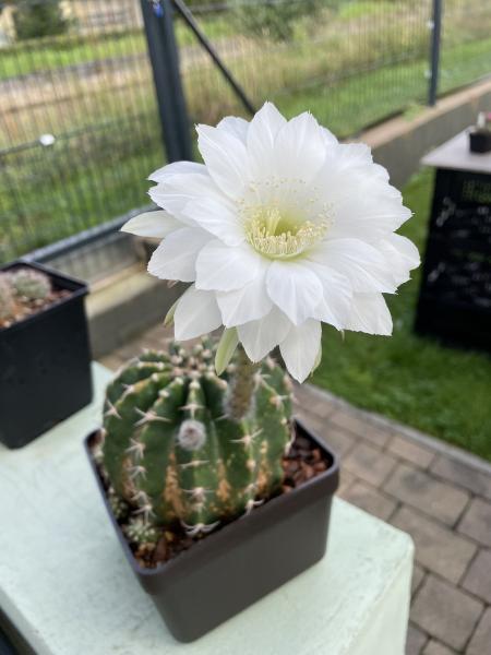 Echinopsis eyriesii